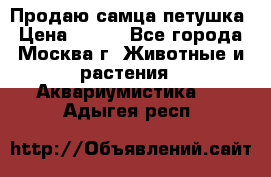 Продаю самца петушка › Цена ­ 700 - Все города, Москва г. Животные и растения » Аквариумистика   . Адыгея респ.